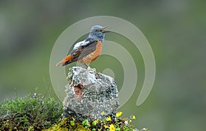 red rocker in spring sings on the rock