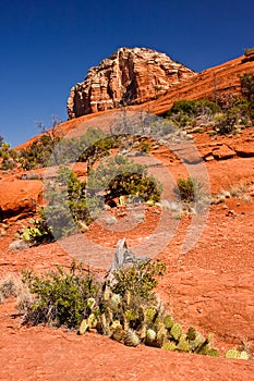 Red Rocks and cactus in Sedona, Arizona