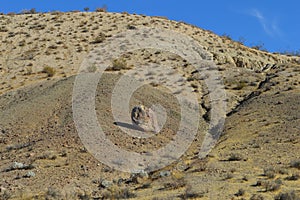 Red Rocks Canyon Rock Mountain California