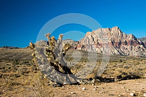 Red Rocks Desert