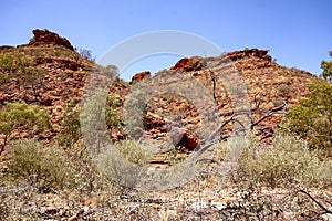 Red rocks, eucalyptus trees, romantic landscape of Kings Canyon, Australia