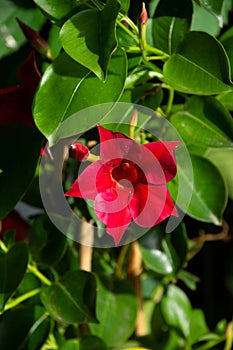 Red rocktrumpet plant with big red five petal flowers