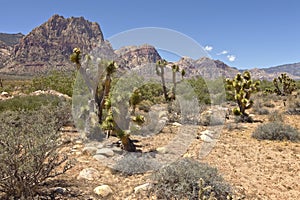 Red Roick Canyon Valley floor vegetation. photo