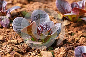 Red romaine lettuce growing