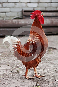 Red rooster