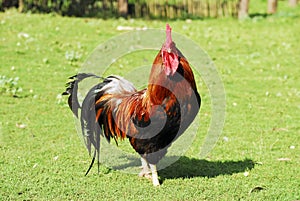 Red rooster