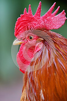 Red Rooster