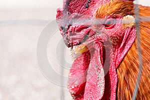Red rooster closeup portrait of a poultry farming bird on a farm