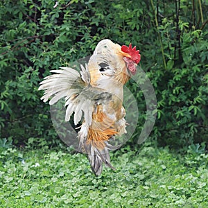 Red rooster flew up over the land of fluffed up feathers