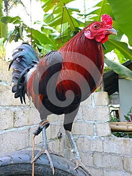 Red rooster in the flying pen