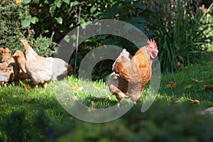 Red rooster with hens graze in the garden. Organic farming.CR2