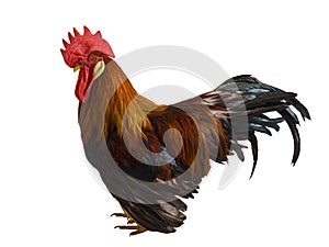 red rooster isolated on white background