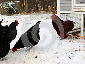 Red Rooster looks over his Flock