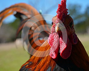 Red Rooster Portrait