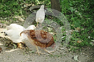 A red rooster and several white chickens pecking grain