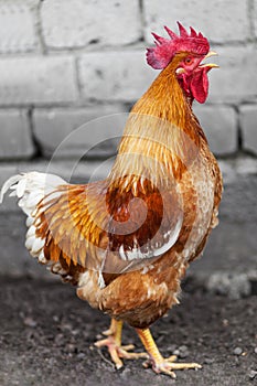 Red rooster
