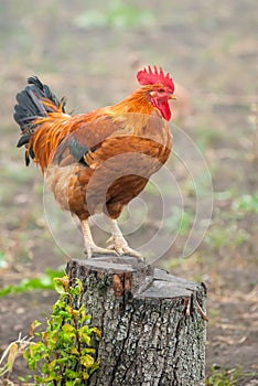 Red rooster on a stump in the countryside