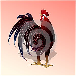 Red rooster, symbol of new year.