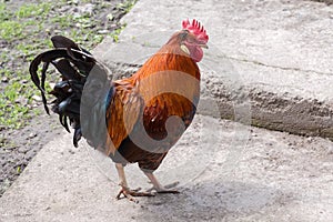 Red rooster walking on the farm yard