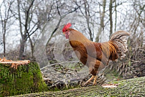 Red rooster walking on the tree log in overcast weather