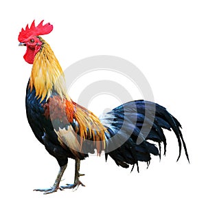 Red rooster on white background photo