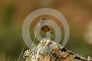 Red Roquero female on the rocks