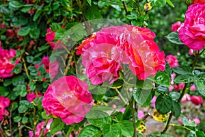 Red Rosa park Champlain on green leaves background