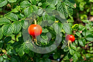 A red rosa rugosa fruit that shines in midsummer.