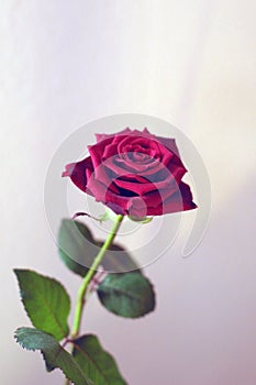 Red rose