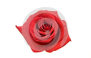 Red rose