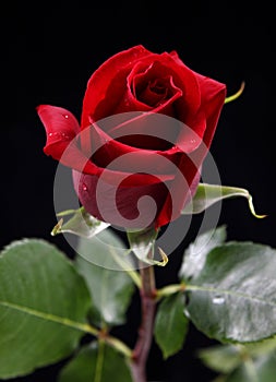 Red rose