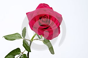 Red Rose