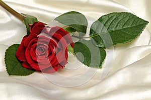 Red Rose