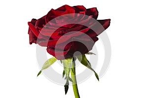 Red rose photo