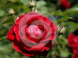 Red rose