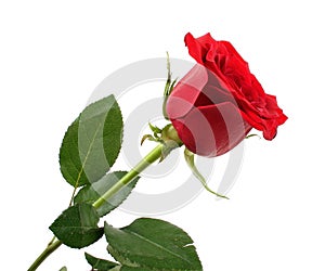 Red rose