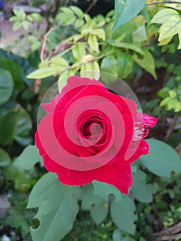 Red rose