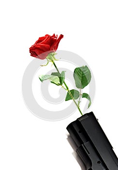 Red rose