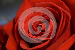 Red rose