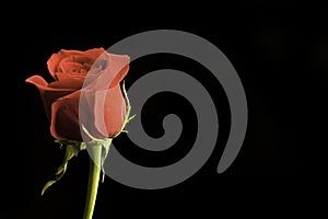 Red Rose photo