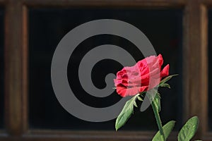 Red rose