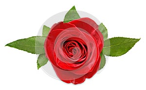 Rosa rossa 