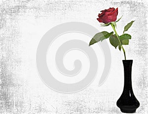 red rose in black vase