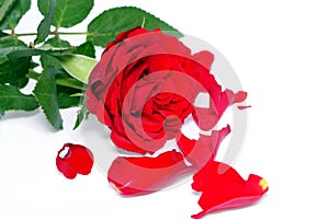 Red rose photo