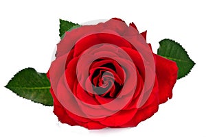 Rosa roja 