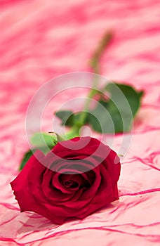 Red rose
