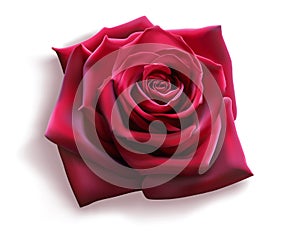 Red Rose