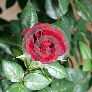 Red rose photo