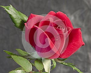 Red Rose photo