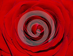 REd rose